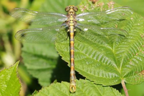 Onychogomphus sp.